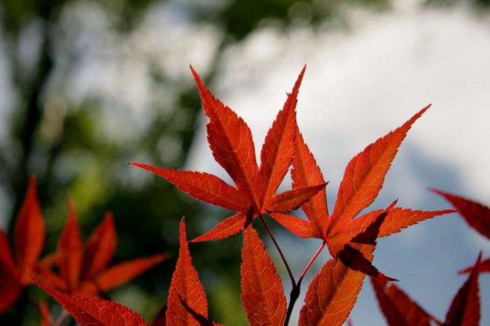 Red maple leaves in autumn sunlight