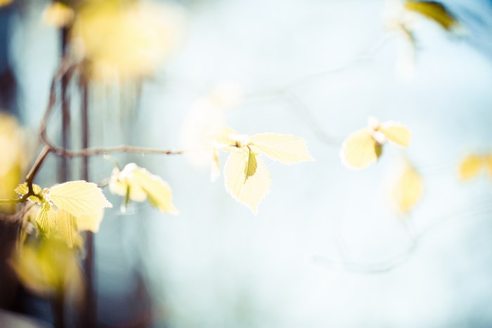 Yellow leaves on a branch with soft focus