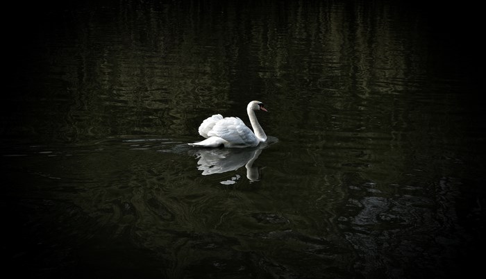 A white swan swims alone in dark water