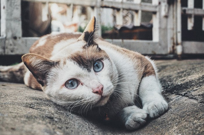 Blue-eyed Cute Cat Resting on Urban Concrete