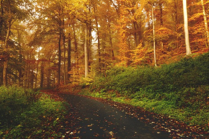 Autumn forest road with colorful foliage and fog