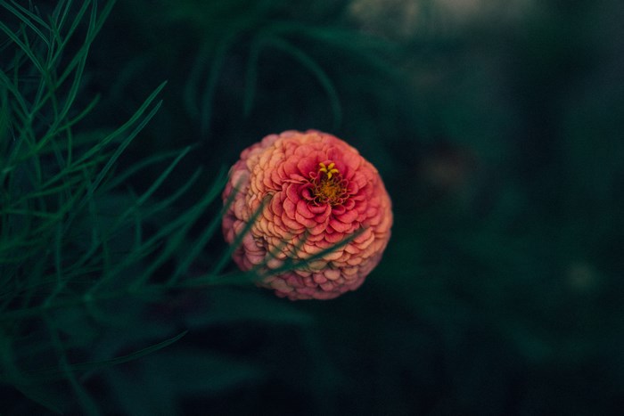 Close-up of a pink zinnia flower with green foliage