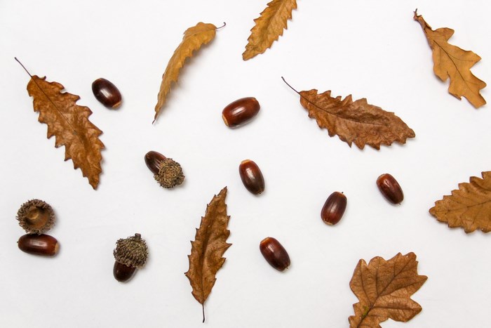 Autumn leaves and acorns on a white background