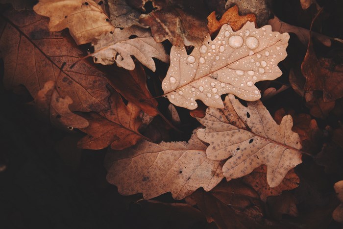 Close-up of wet autumn oak leaves on the forest floor