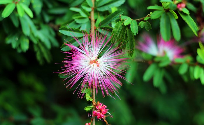 Pink Mimosa Flower with Green Leaves