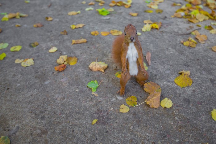 Squirrel standing on a sidewalk with fallen leaves