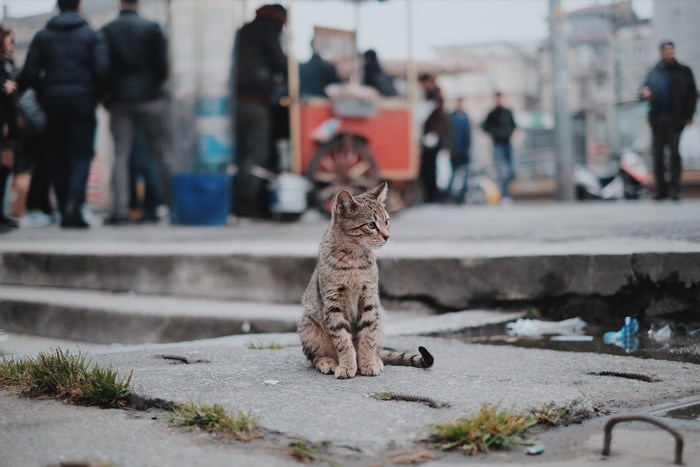 A tabby cat sits on a concrete sidewalk in Istanbul