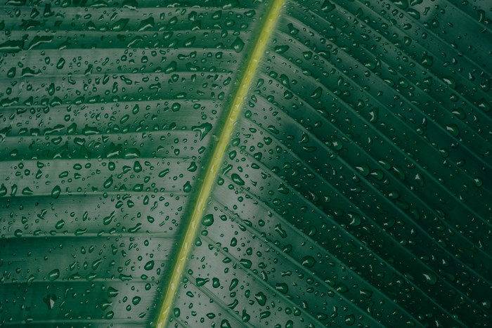 Close-up of a wet green leaf with water droplets