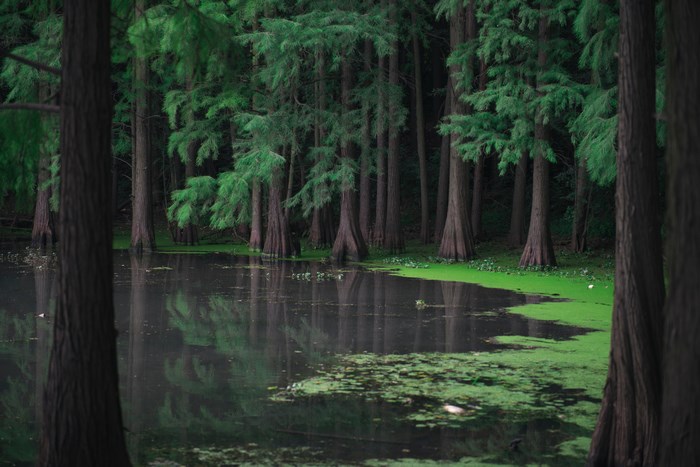 Trees reflected in a dark pond with green algae