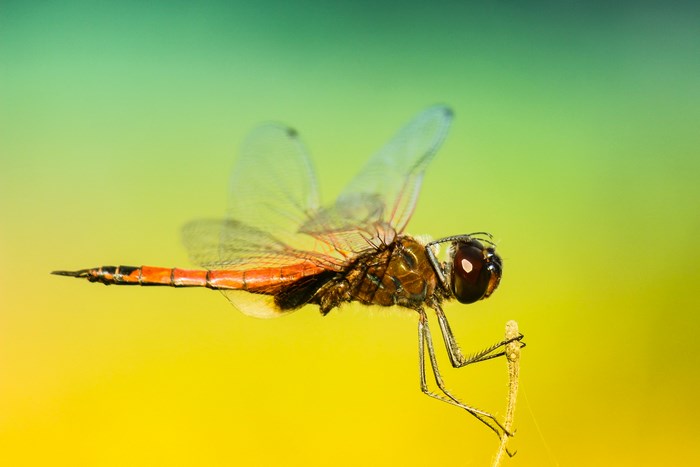 Close-up of a Dragonfly in Flight with Yellow Background