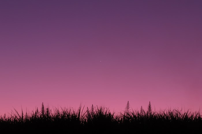 Silhouette of grass against a purple gradient sky with a star