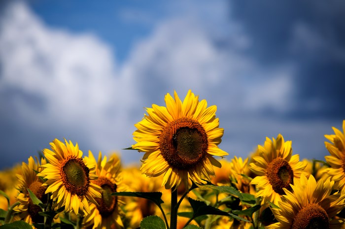 Field of Sunflowers Under a Cloudy Blue Sky