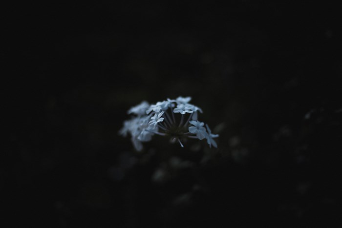 A cluster of small white flowers against a dark background