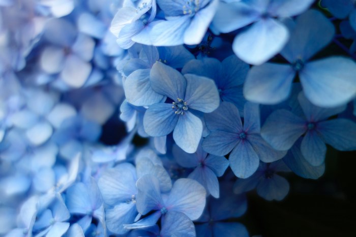 Close-up of blue hydrangea flowers