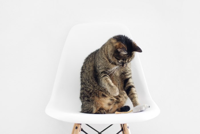 Tabby cat playing with a toy mouse on a white chair