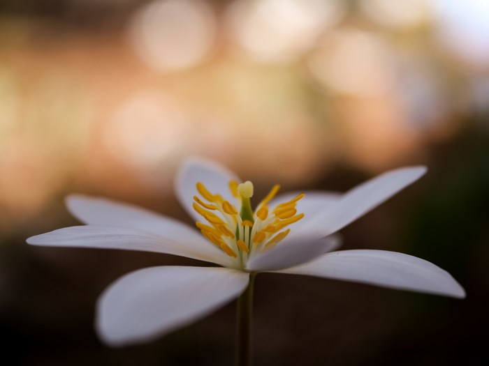 White flower with yellow stamen in bokeh background