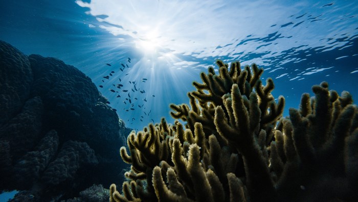 Underwater coral reef with sun rays and fish