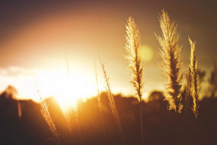 Golden hour sunset over tall grass with lens flare