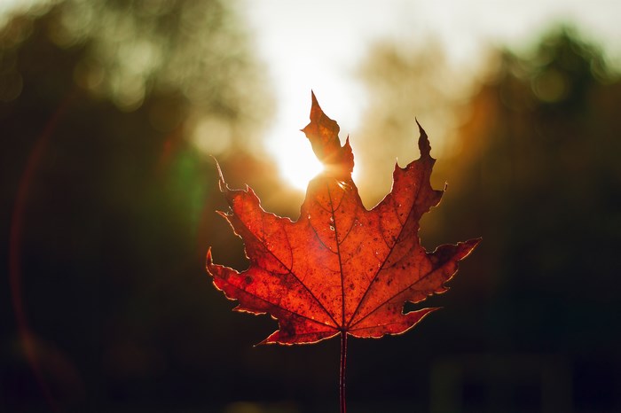 Red maple leaf backlit by golden hour sun
