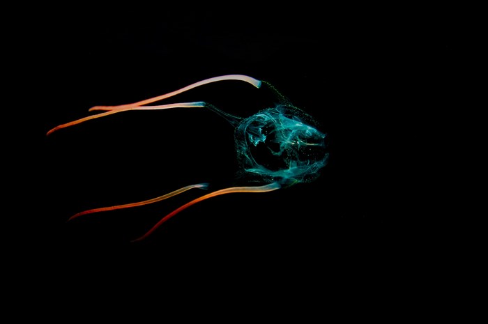 Bioluminescent jellyfish with orange tentacles in dark water