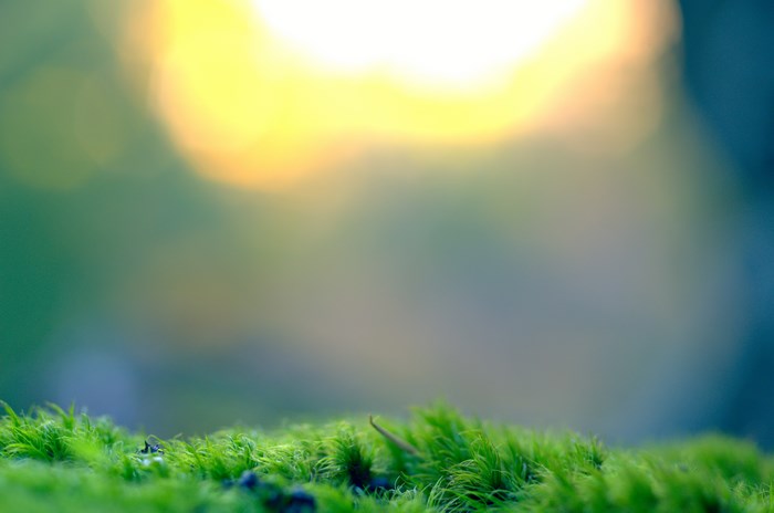 Moss with blurred sunlight in the background