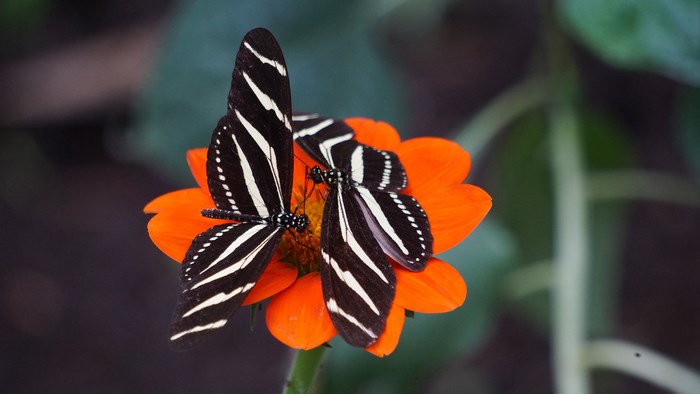 Two Zebra Butterflies on an Orange Flower