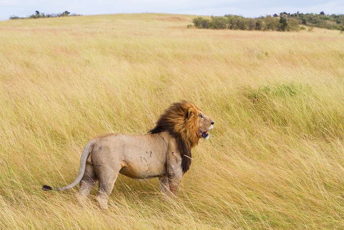Majestic Lion Roaring in Tall Grass Field