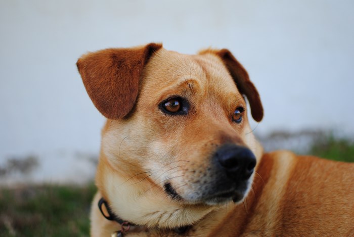 Brown dog with collar looking to the side