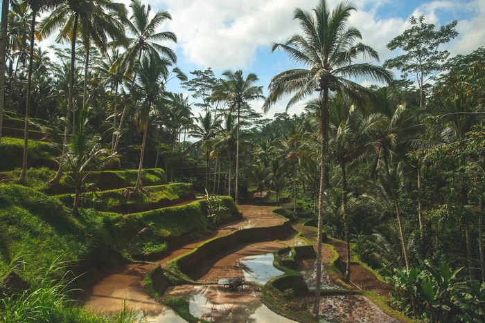 Lush Tropical Rice Terraces with Palm Trees