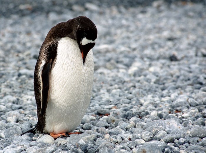 Gentoo penguin on a rocky shore in Antarctica