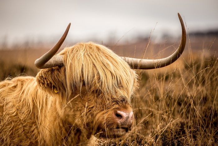 Highland cow with long horns in a field