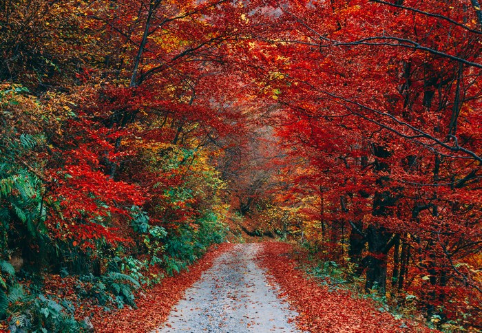 A gravel path through a forest in autumn with red leaves