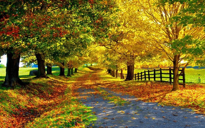 Autumn tree-lined path with fallen leaves