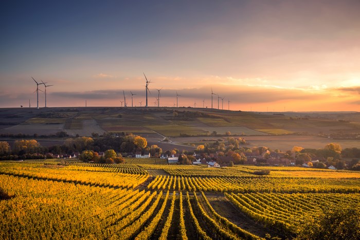 Wind turbines over vineyards at sunset