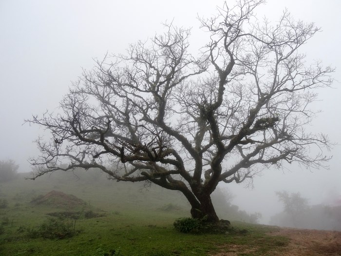 Bare tree in the mist on a hillside