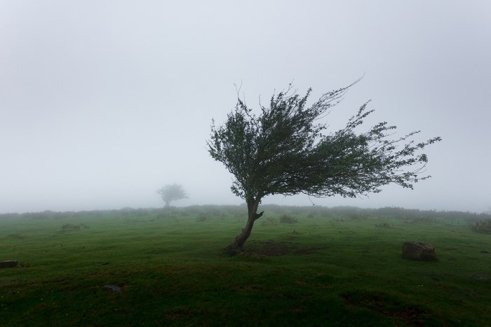 Windy tree in foggy Basque Country landscape
