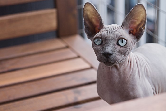 Curious Hairless Sphynx Cat with Blue Eyes