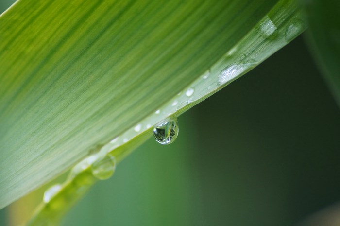 Close-up of a water droplet on a green leaf