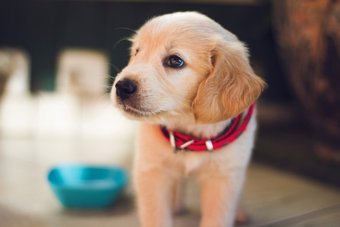 Golden Retriever puppy wearing a red collar