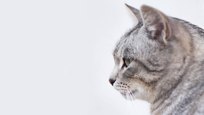Profile of a Gray Tabby Cat Facing Right