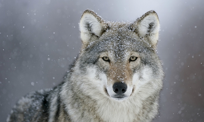 Close-up of a wolf in falling snow