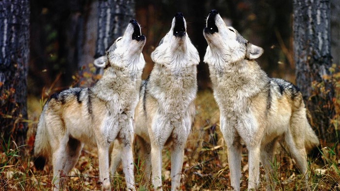 Three wolves howling in a forest