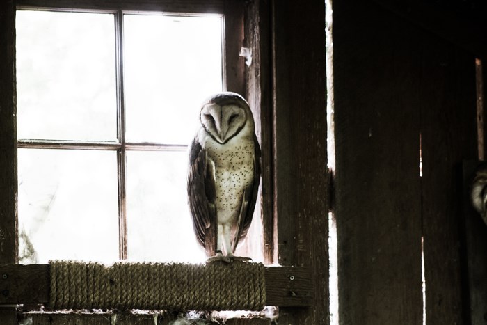 Barn owl perched on a rope in a wooden structure