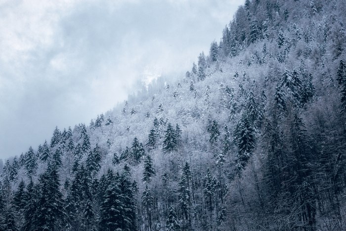 Snow-covered forest on a cloudy hillside