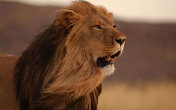 Lion with flowing mane in the savanna
