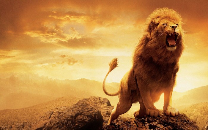 Lion roaring on a rocky outcrop