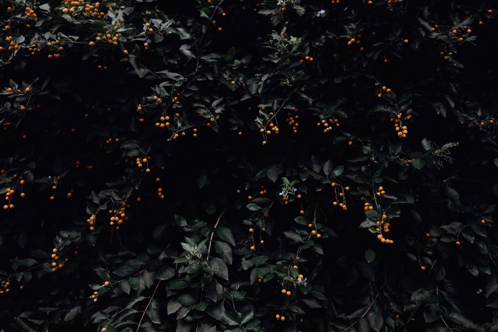 Dark foliage with small orange berries