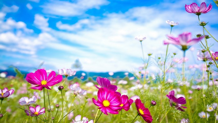 Cosmos flowers field under blue sky