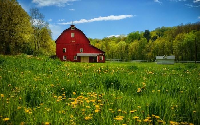 Red barn in a green field with yellow flowers