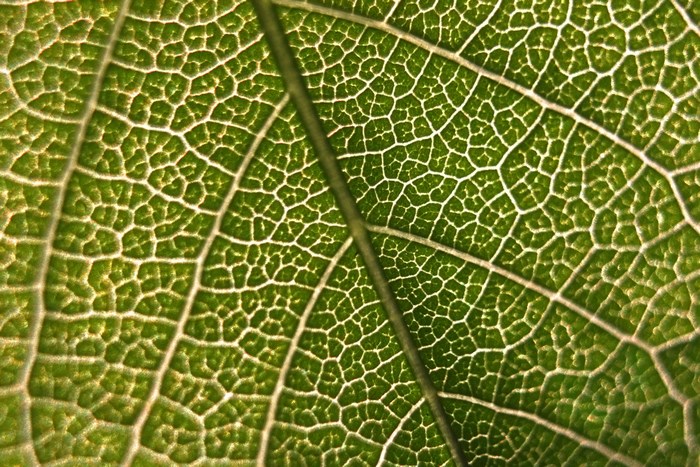 Close-up of a green leaf's intricate vein pattern